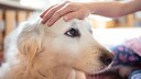 Ein Kind streichelt einem Hund über den Kopf
