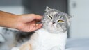 Eine Katze verzieht das Gesicht, w&auml;hrend sie gestreichelt wird