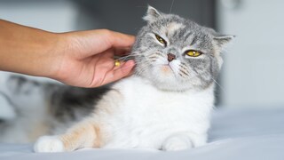 Eine Katze verzieht das Gesicht, während sie gestreichelt wird