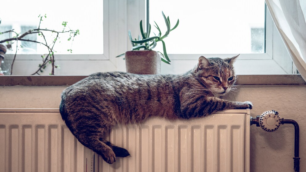 Katze liegt auf der Heizung