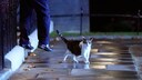 Larry die Katze vor dem SItz des britischen Premierministers in der Downing Street