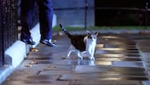 Larry die Katze vor dem SItz des britischen Premierministers in der Downing Street