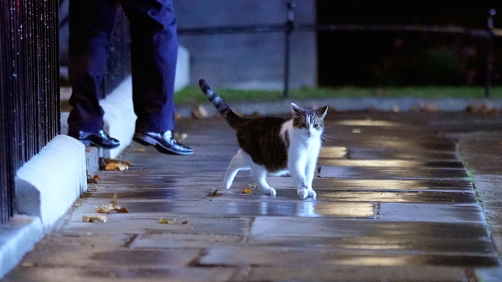 Larry die Katze vor dem SItz des britischen Premierministers in der Downing Street