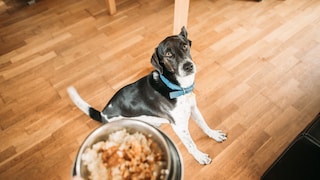 Hund schaut vedunzt auf Fressen