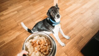 Hund schaut vedunzt auf Fressen