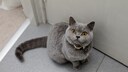 Eine britisch Kurzhaar Katze schaut nach oben