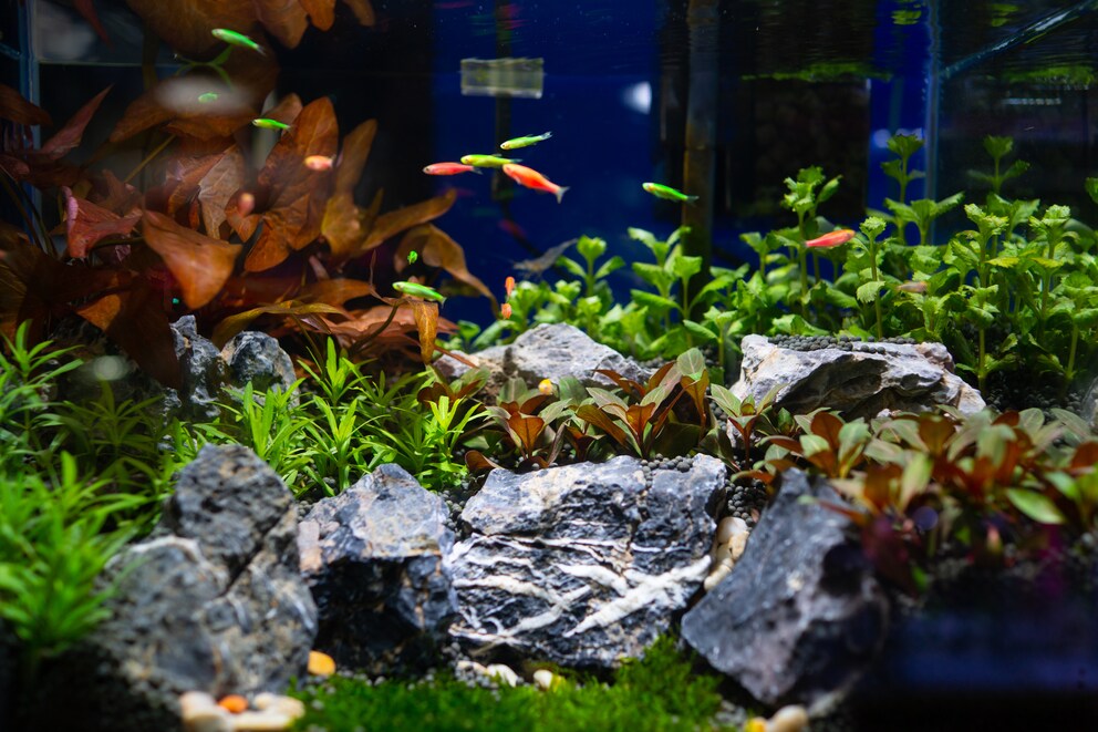 Energie Sparen In Aquarien Und Terrarien Petbook