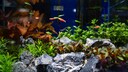 Aquarium mit kleinen Fischen