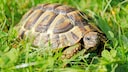 Griechische Landschildkr&ouml;te