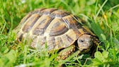 Griechische Landschildkröte