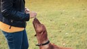 Ein Hund riecht an der Hand seiner Halterin