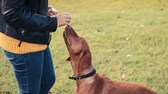 Ein Hund riecht an der Hand seiner Halterin