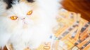Katze auf Geldscheinen: Kosten einer Katze