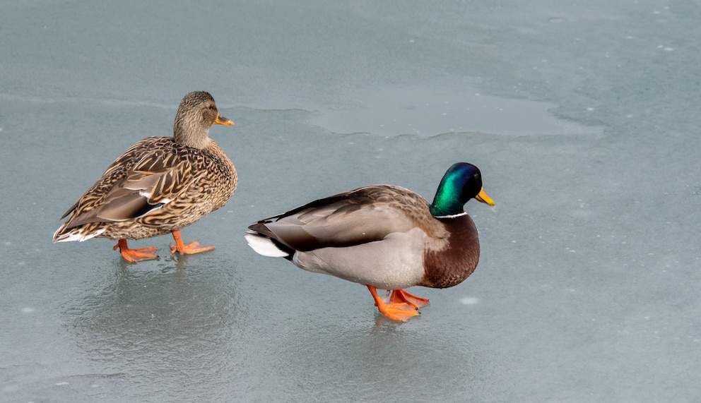 Zwei Enten auf dem zugefrorenen Eis