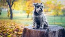 Schnauzer