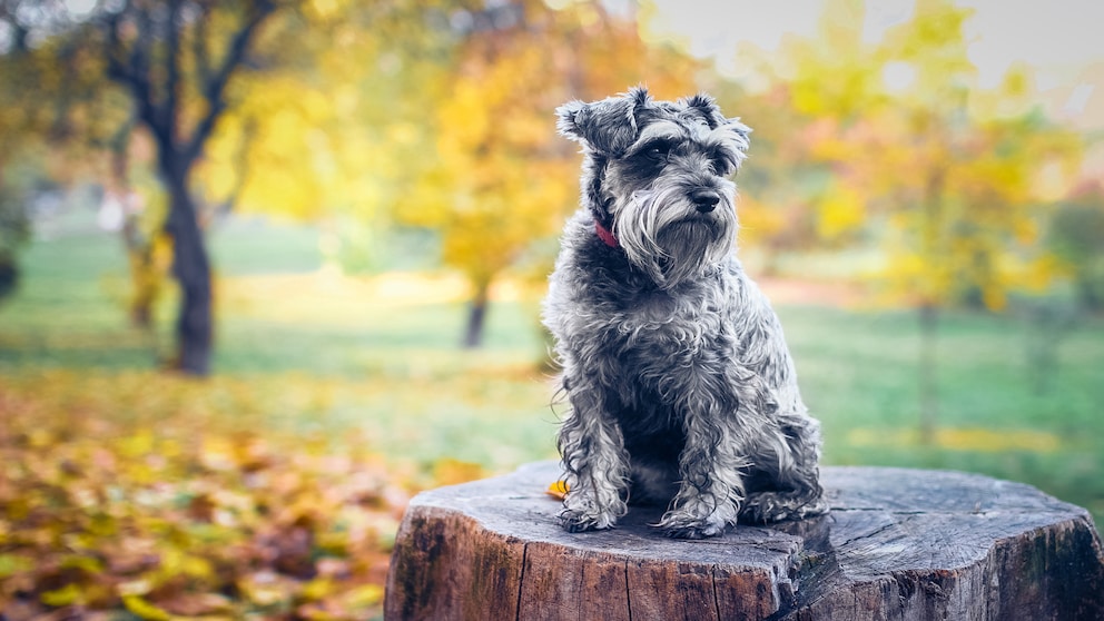 Schnauzer