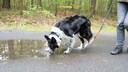 Hund trinkt aus einer Pf&uuml;tze