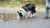 Hund trinkt aus einer Pfütze