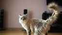 Eine Ragdollkatze mit bkauen Augen schaut aufgeweckt