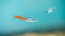 Neonsalmler (Paracheirodon innesi)
