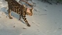 Bengalkatze