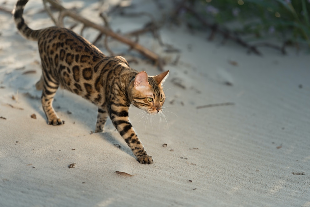 Bengalkatze