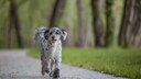 Aussiedoodle: Einer von 12 kaum bekannten Hybridhunden
