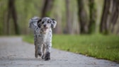 Aussiedoodle: Einer von 12 kaum bekannten Hybridhunden