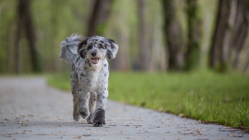 Aussiedoodle: Einer von 12 kaum bekannten Hybridhunden