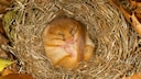 Wohnzimmer Maus macht Winterschlaf in einem Nest