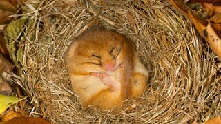 Wohnzimmer Maus macht Winterschlaf in einem Nest