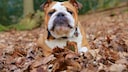 Eine englische Bulldogge liegt im Laub