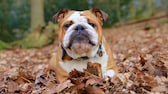 Eine englische Bulldogge liegt im Laub