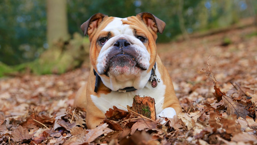 Eine englische Bulldogge liegt im Laub