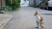 Beamte der Polizei Lippe haben eine schwerstverletzte Katze mit einem Einsatzfahrzeug überfahren (Symbolbild)