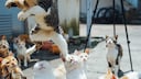 Katzen springt auf dem Gesicht der anderen