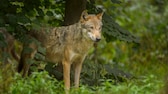 Ein Wolf steht ruhig im Wald