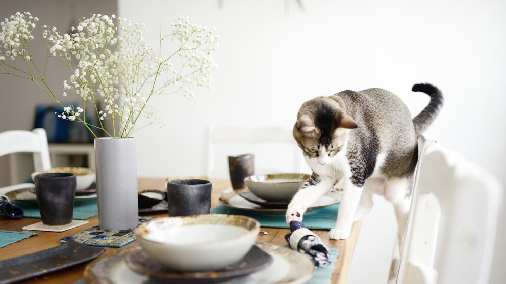 Katzen erziehen