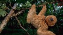 Das dreifingrige Kragenfaultier hängt an einem Ast