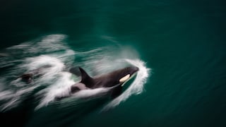 Orcas jagen wohl etwas, einen weißen Hai?