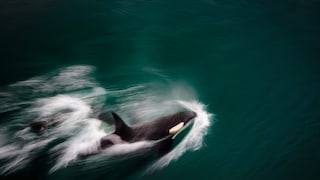 Orcas jagen wohl etwas, einen weißen Hai?