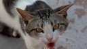 Eine Katze zeigt ihre Z&auml;hne und faucht