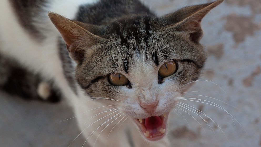 Eine Katze zeigt ihre Zähne und faucht