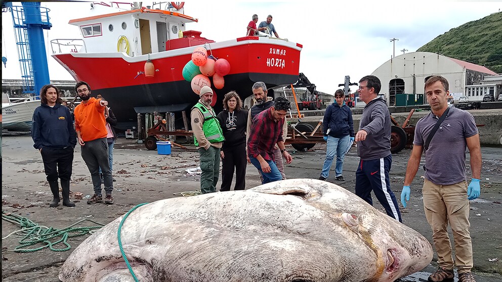 Kadaver des größten Mondfisches liegt vor dem Schiff und der Schiffcrew