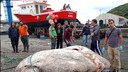 Kadaver des gr&ouml;&szlig;ten Mondfisches liegt vor dem Schiff und der Schiffcrew
