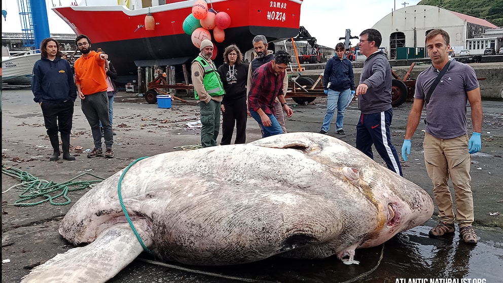 Kadaver des größten Mondfisches liegt vor dem Schiff und der Schiffcrew