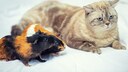 Beliebteste Haustiere Deutschland: Meerschweinchen und Katze