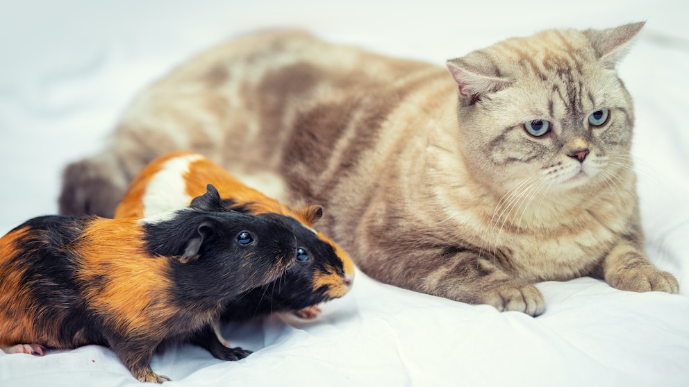 Beliebteste Haustiere Deutschland: Meerschweinchen und Katze