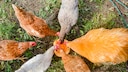 Glückliche Hühner picken an einem Kürbis herum