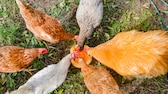 Glückliche Hühner picken an einem Kürbis herum